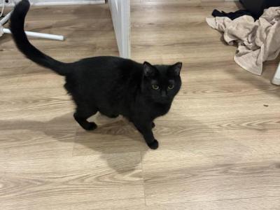 Lucy - Domestic - Gallery Photo #1