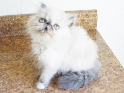Persian Jewel 2 - Himalayan - Gallery Photo #1