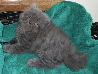 Persian Jewel 3 - Persian - Gallery Photo #1