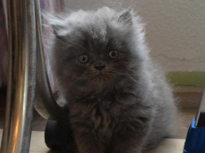 Persian Jewel 3 - Persian - Gallery Photo #1