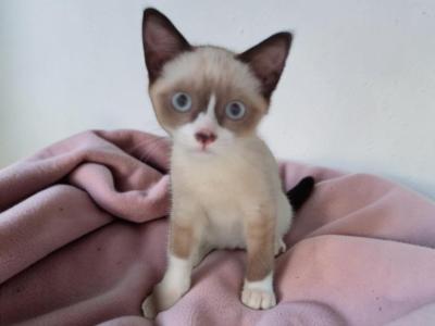 Teeny - Snowshoe - Gallery Photo #1