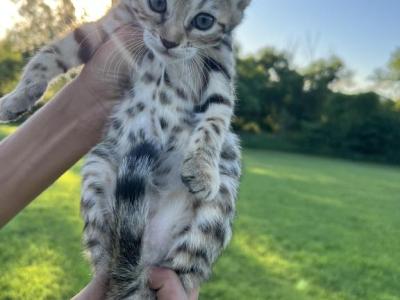 Female Bengal Kitten - Bengal - Gallery Photo #1