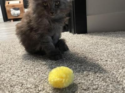 Black Smoke Maine Coon Kitten - Maine Coon - Gallery Photo #1