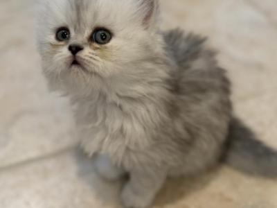 Sweet Fluffy Babies - Scottish Fold - Gallery Photo #1