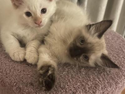 Female Siamese - Siamese - Gallery Photo #1