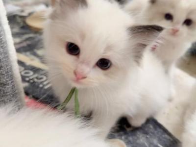 Ellie - Ragdoll - Gallery Photo #1