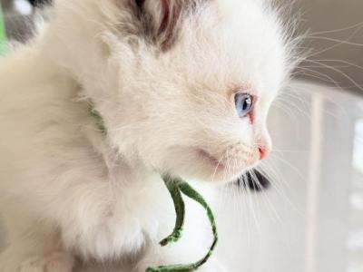 Ellie - Ragdoll - Gallery Photo #1