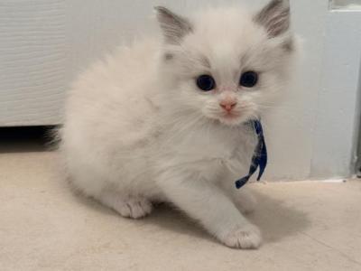 Biscuit - Ragdoll - Gallery Photo #1