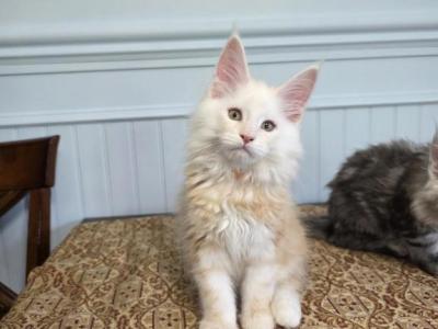 Cheddar - Maine Coon - Gallery Photo #1