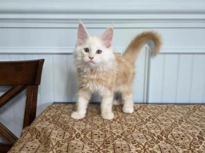 Cheddar - Maine Coon - Gallery Photo #1