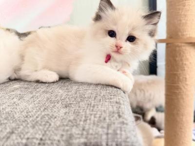 Rosie - Ragdoll - Gallery Photo #1