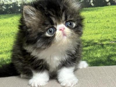 Maisie - Persian - Gallery Photo #1
