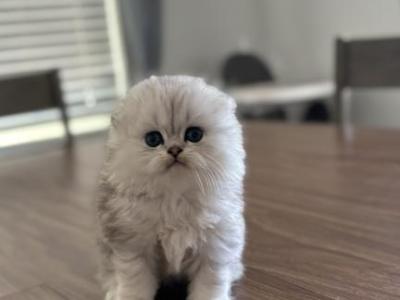 Scottish Fold Longhair - Scottish Fold - Gallery Photo #1