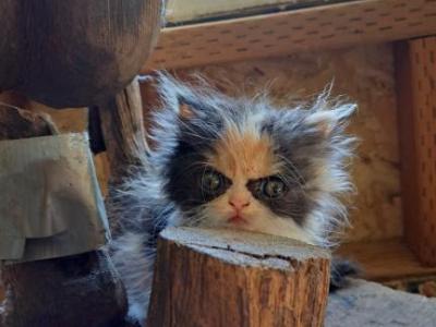 BANDET - Persian - Gallery Photo #1