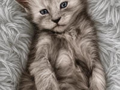 Sterling Blue Smoke - Maine Coon - Gallery Photo #1