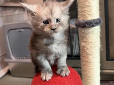 Sterling Blue Smoke - Maine Coon - Gallery Photo #1