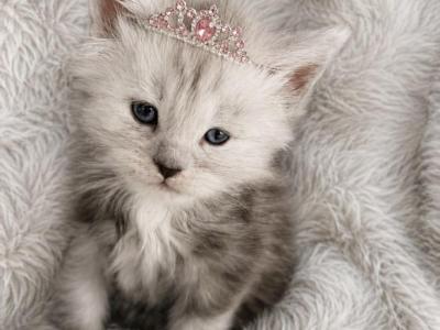 Opal Light Blue Smoke - Maine Coon - Gallery Photo #1