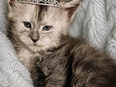 Jewel Darker Blue Smoke - Maine Coon - Gallery Photo #1