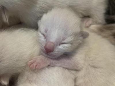 Stellas Kittens - Siamese - Gallery Photo #1