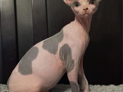 Xander X Celeste - Sphynx - Gallery Photo #1