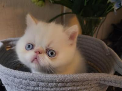 Flame Point Himalayan Male Kitten - Exotic - Gallery Photo #1