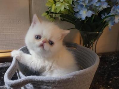 Himalayan Kittens Available - Himalayan - Gallery Photo #1
