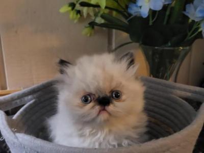 Seal Point Himalayan Kitten - Persian - Gallery Photo #1