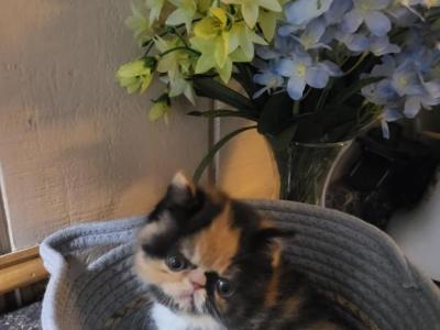 Calico Persian Kitten - Persian - Gallery Photo #1
