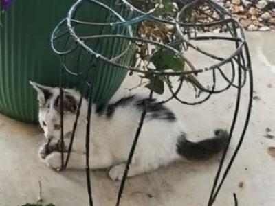 Kittens - Domestic - Gallery Photo #1
