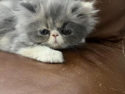 Gray Female - Persian - Gallery Photo #1