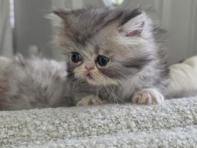 April - Persian - Gallery Photo #1