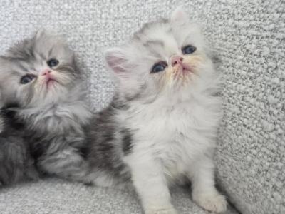 CFA Championline Kittens - Persian - Gallery Photo #1