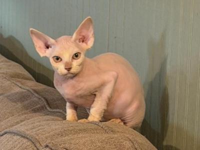 Maitilyn - Devon Rex - Gallery Photo #1