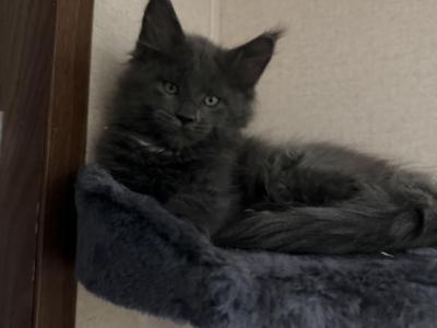Sapphire Litter 4 - Maine Coon - Gallery Photo #1