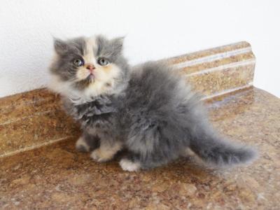 Persian Jewel 5 - Persian - Gallery Photo #1