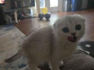 Silver Shaded Scottish Fold Girl - Scottish Fold - Gallery Photo #1
