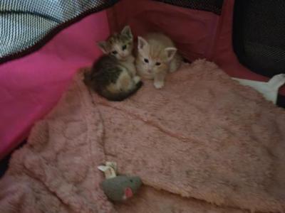 Half Siamese Kittens LAST Litter - American Shorthair - Gallery Photo #1