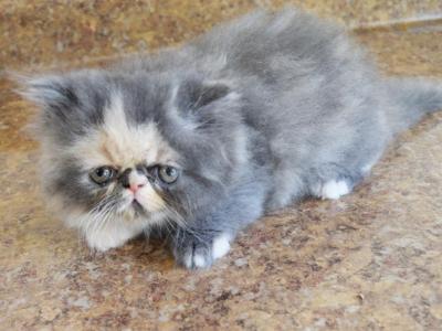 Persian Jewel 6 - Persian - Gallery Photo #1