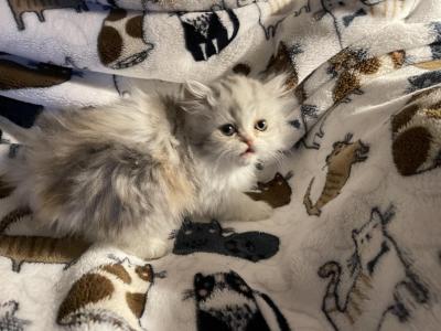 One Boy And One Girl Persian Kittens - Persian - Gallery Photo #1