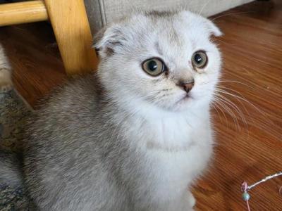 Sprite - Scottish Fold - Gallery Photo #1