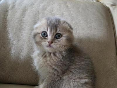 Bloom - Scottish Fold - Gallery Photo #1