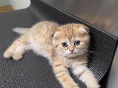 Tia - Scottish Fold - Gallery Photo #1