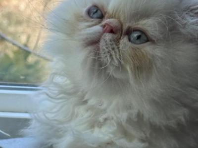 MIL21 Blaze CFA Flame Point Himalayan Male - Himalayan - Gallery Photo #1