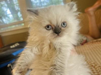 Cloudy - Himalayan - Gallery Photo #1