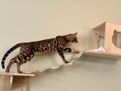 Tiger - Bengal - Gallery Photo #1