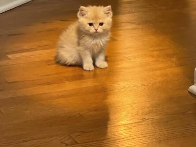 Kevin - British Shorthair - Gallery Photo #1