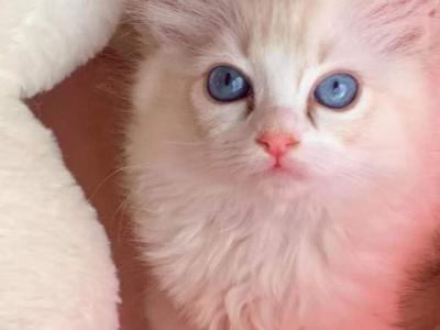 Jane - Ragdoll - Gallery Photo #1
