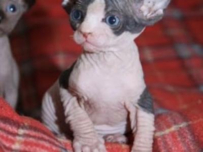 Sofia - Sphynx - Gallery Photo #1