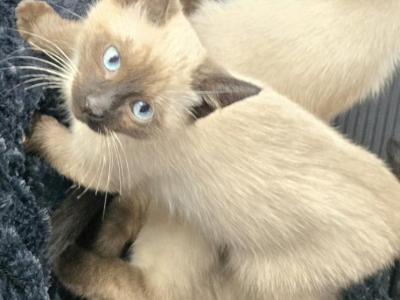Seal Point Siamese Kittens - Siamese - Gallery Photo #1