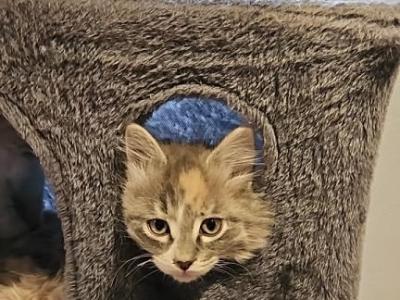 Half Ragdoll With Polydactyl Feet Kittens - Ragdoll - Gallery Photo #1